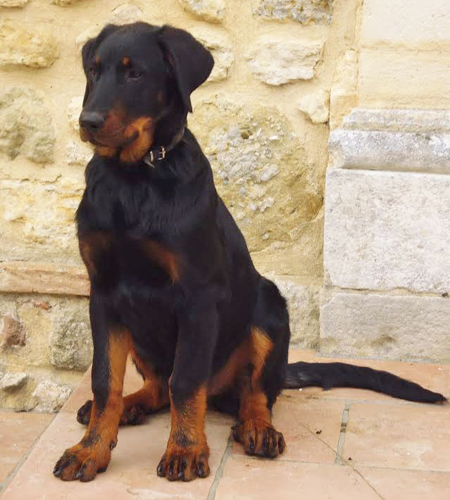 domainedelalicorne.fr Elevage de beauceron chiot beauceron pure race élevage du clos de la licorne elevage des gardiens de la licorne elevage beauceron noir et feu authentique gros gabarits élevage de Beauceron familial sérieux et qualité domainedelalicorne.fr suivi des chiots conseil d’éducation chiot propre bas rouge santé caractère spécialiste du beauceron noir et feu ou arlequin chien rustique berger de France  nos chiots sont élevés avec amour et attention notre passion au service de la qualité Beauceron de qualité et sportif domaine de la licorne 04380 BARRAS élevage en liberté éleveur berger de beauce élevage de beauceron de travail 